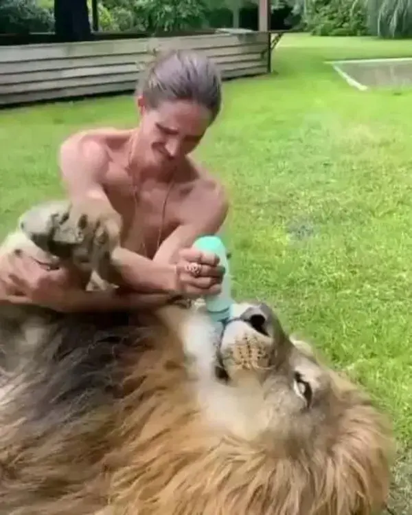 Lion