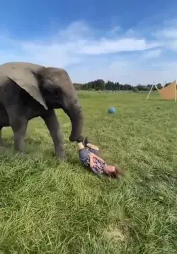 spiteful elephant