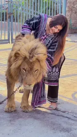 Biggest lion with beautiful lady #lion