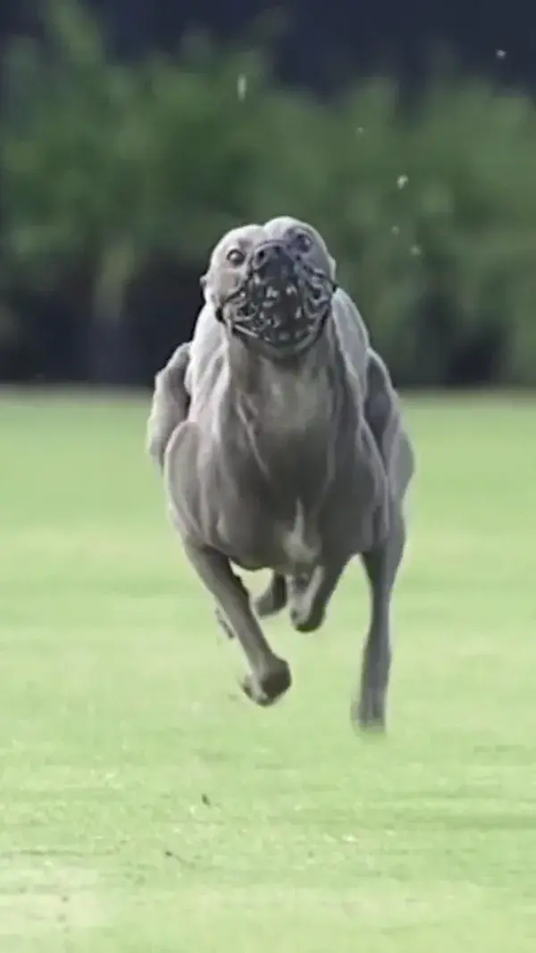 The fastest dog on earth 🌍 🙀🙀🙀🙀🙀