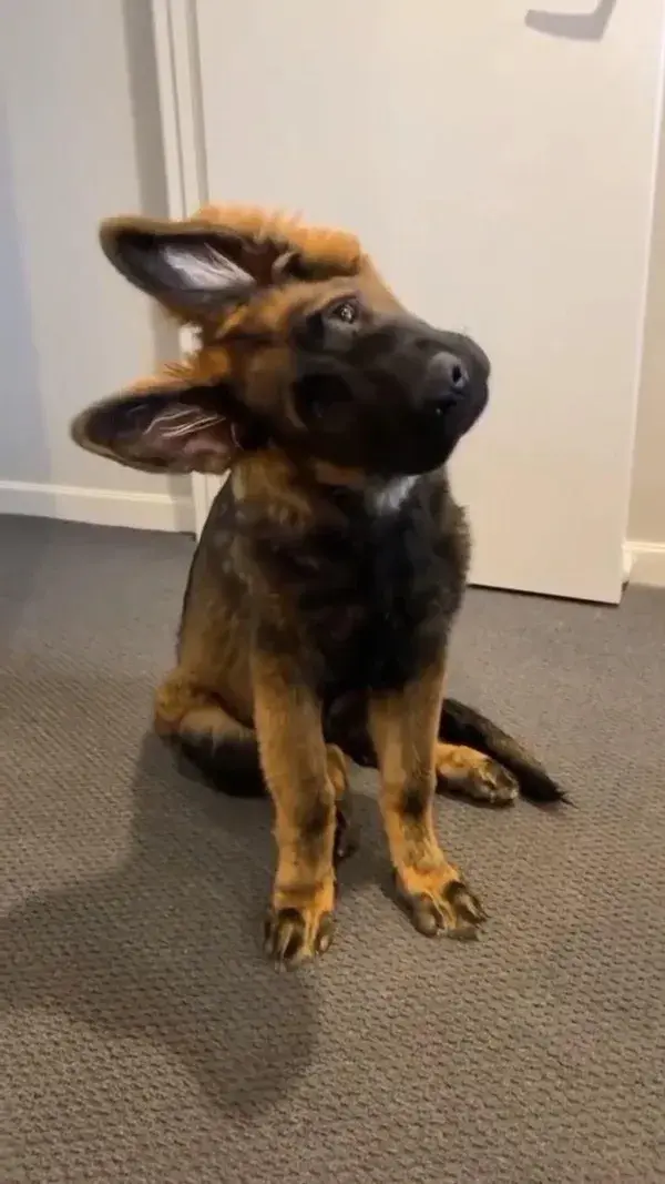 Head tilts! 🤪