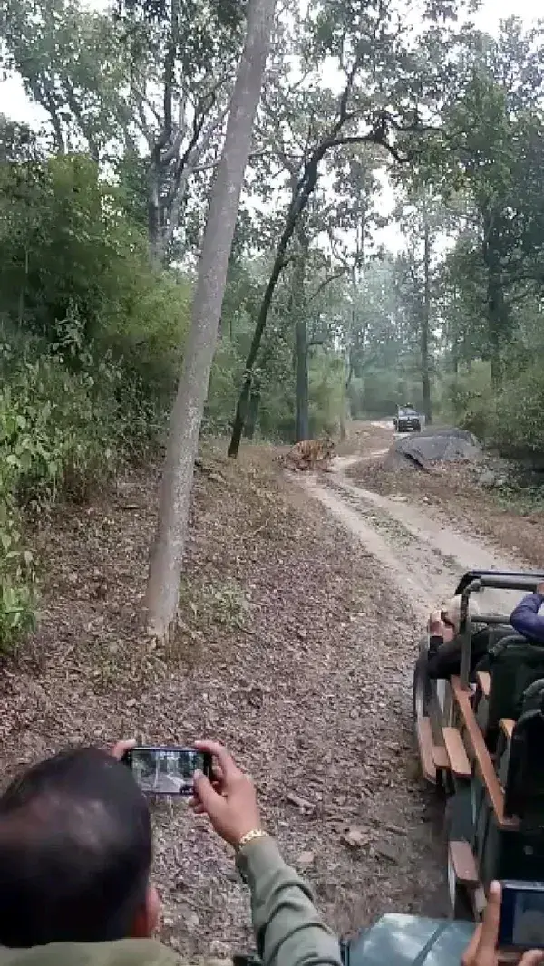 Tiger Safari