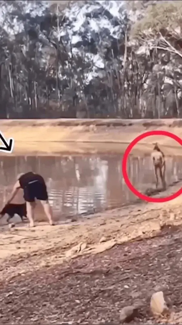 #Kangaroo gets revenge on humans