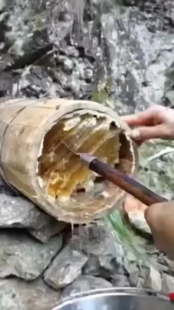 Honey Collecting