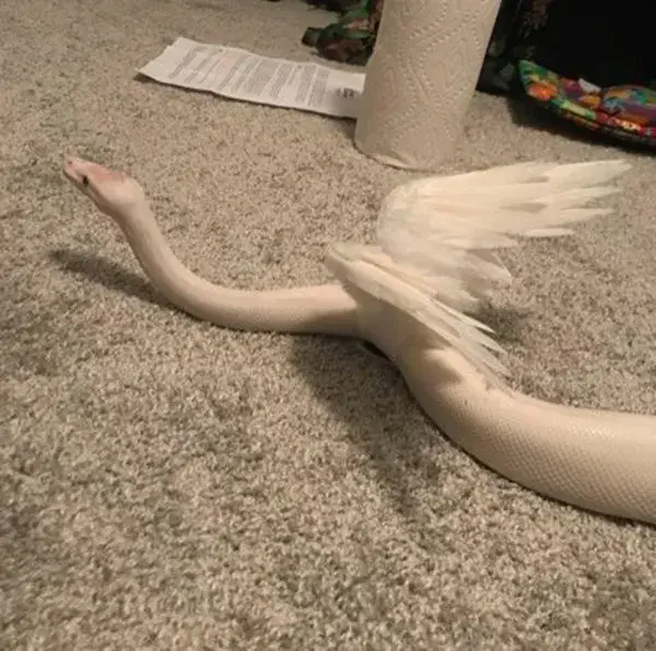 angle snake