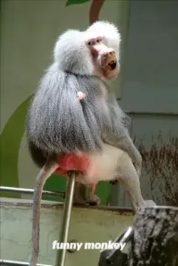 funny monkey