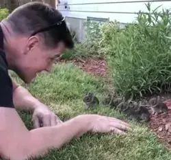 Baby bunnies are the cutest!