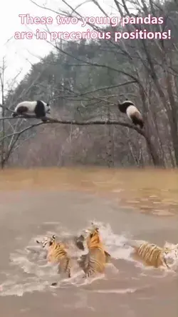 These two pandas are in precarious position. #pandas#tigers#precarious