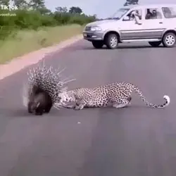 Leopard vs Porcupine. __ animal life __youtube