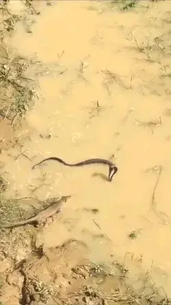 snake and mongoose fight very dangerous