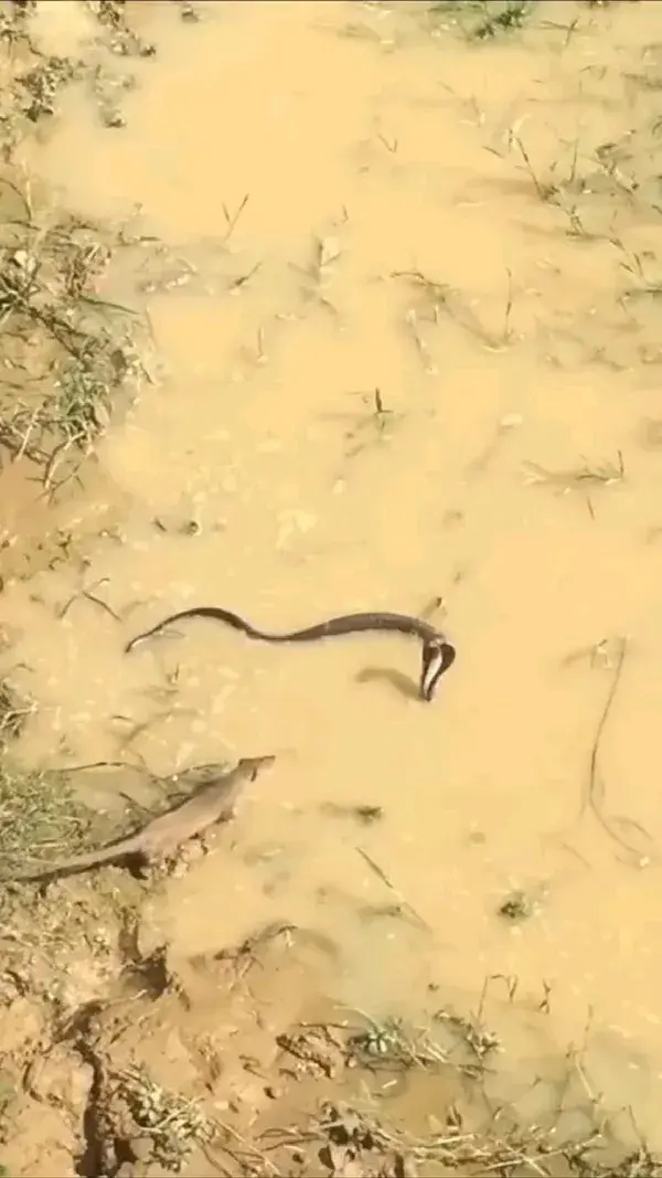 snake and mongoose fight very dangerous