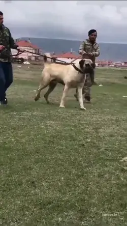 The KING of shepherd dogs KANGAL