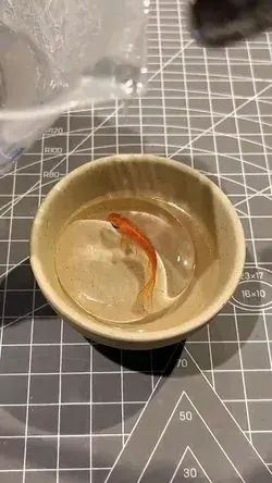 Drawing a 3D koi