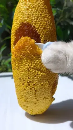 Wow! Cat Trying Frozen Honey! Honey Jelly! 🍯