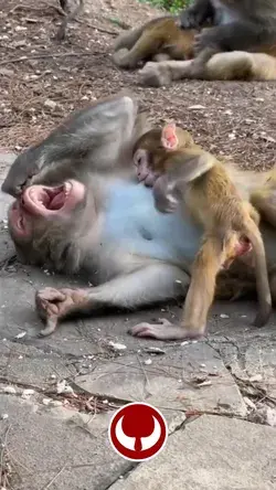 Why the are playing like that? | CUTE MONKEY