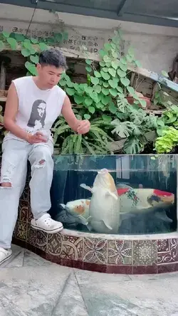 Petting A Koi Fish | funny video | respect video