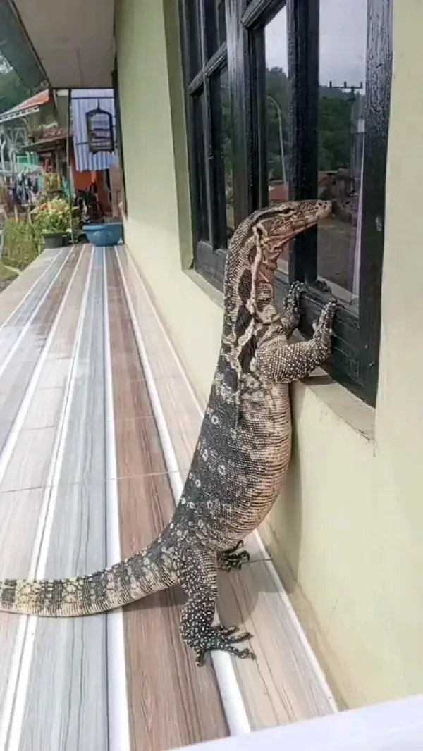 monitor lizard stalking