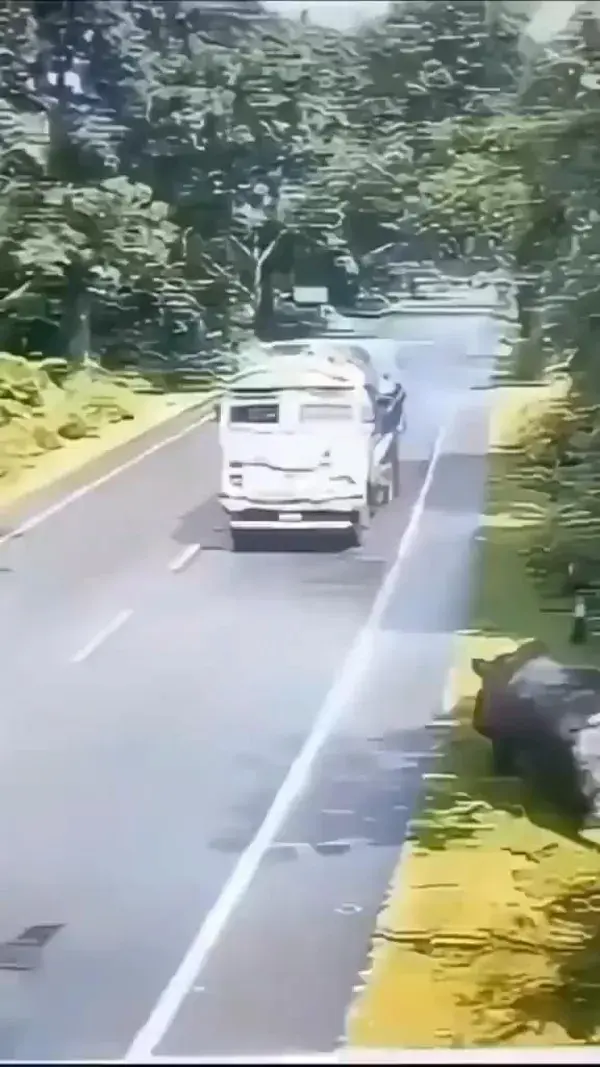 rhino attack on car