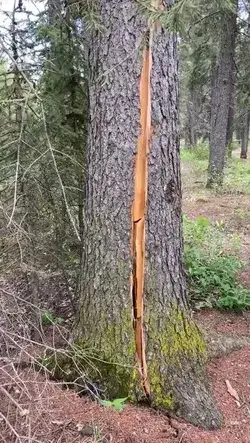 A Breathing Tree