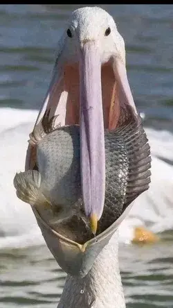 Pelican, natural enemy of the living things 😁😂