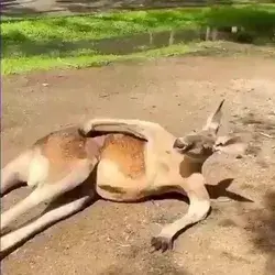 kangaroo break