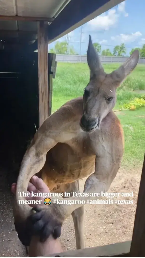 The kangaroos in Texas are bigger and meaner 😂 #kangaroo #animals #texas