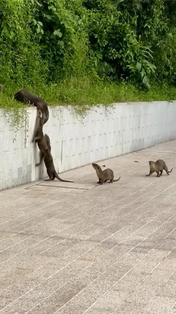 This is textbook teamwork. #otters #ottersoftiktok #foryoupage #fypシ #cuteanimals #commentary