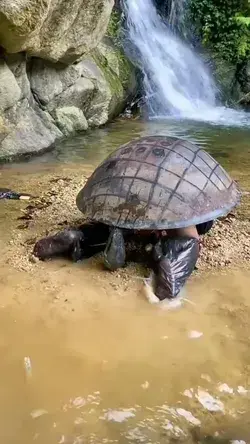 Big turtle 😀🐢🙌