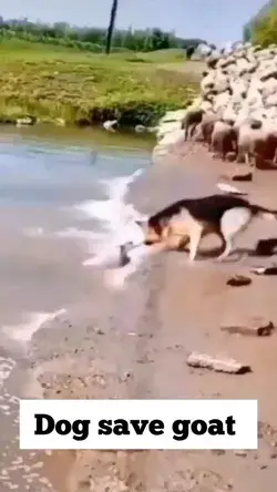 Dog saves Goat