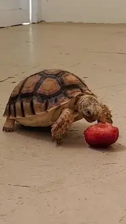 Baby turtle eat strawberry