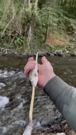 fish in forest