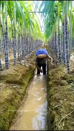 Sugarcane Farming