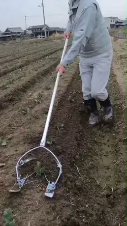 Japanese weeding work with Q-HOE weeding tool in cabbage farm.