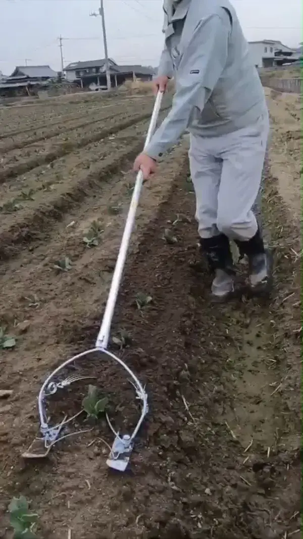 Japanese weeding work with Q-HOE weeding tool in cabbage farm.