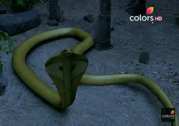 Naagin 2 shivangi snake