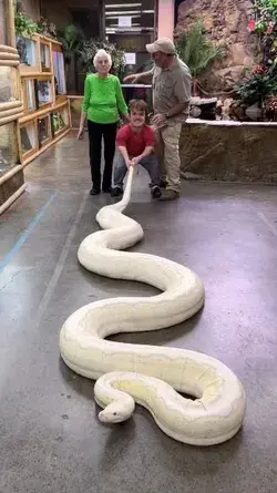 Snake