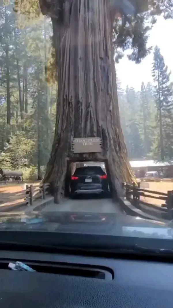 Chandelier tree 🌳 Leggett is a census-designated place in Mendocino County, California