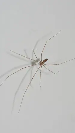 Cellar spider