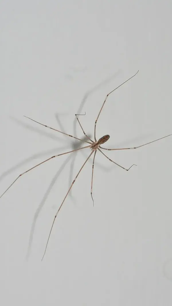 Cellar spider