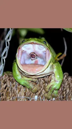 Frog Eats Live Snake, Snake Not Happy