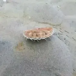 Scallop can move fast_imgur-modified