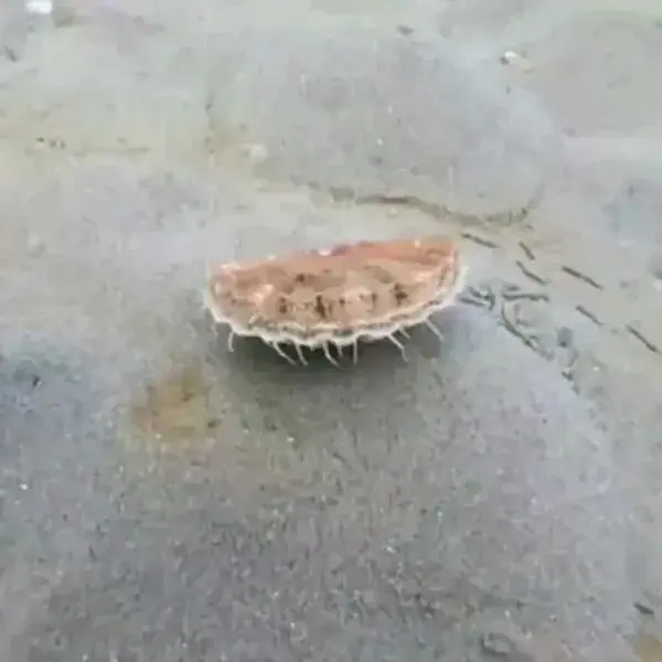 Scallop can move fast_imgur-modified