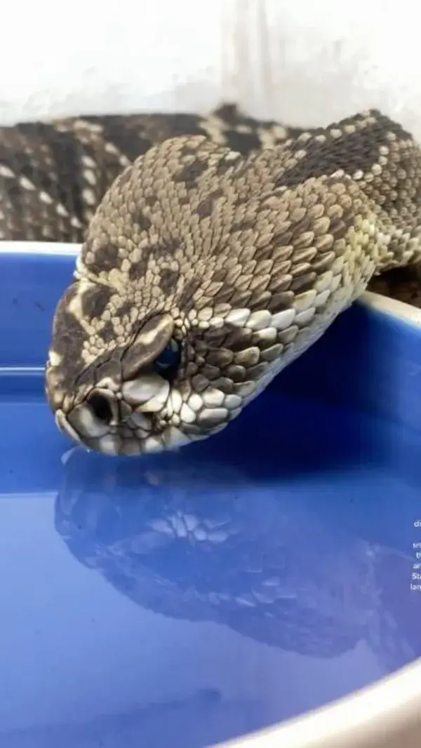 snake drinking