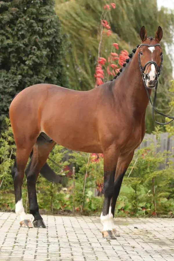 10 Most Expensive Horse Breeds In the World