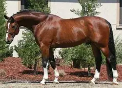 Apiro | 2000 Bavarian Warmblood Stallion