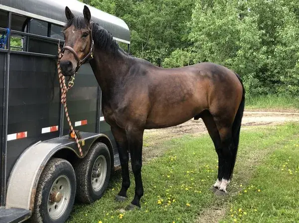 Gelding for Sale in Bonnyville, AB