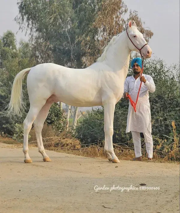 Marwari stallion