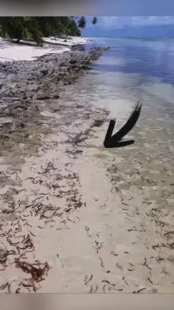 Big Fish Attack into a Small fish