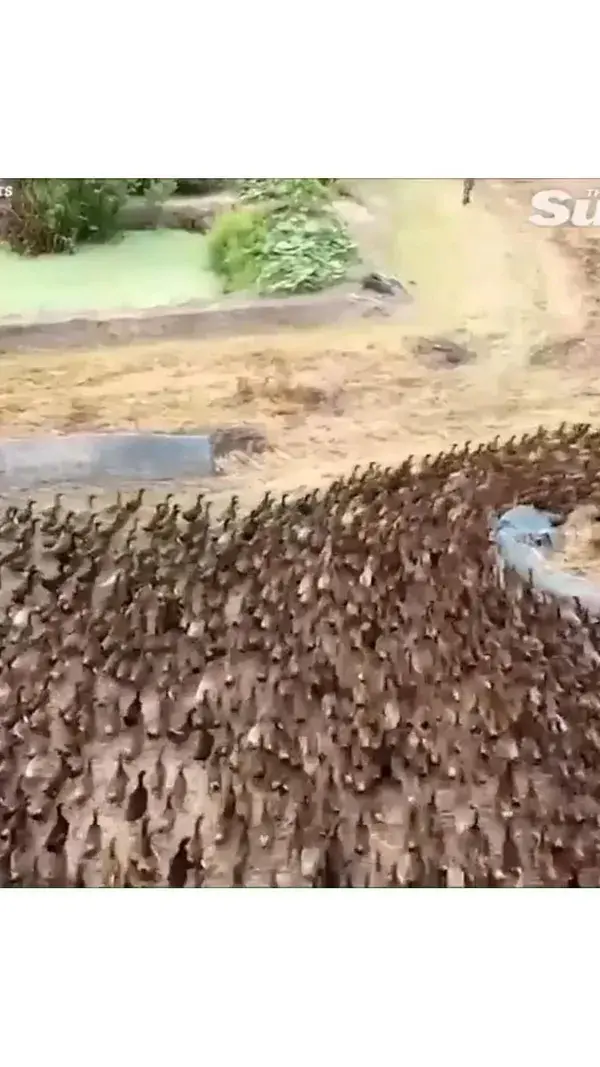 Around 10,000 ducks are sent to eat insects in a rice paddy after harvest in Thailand...