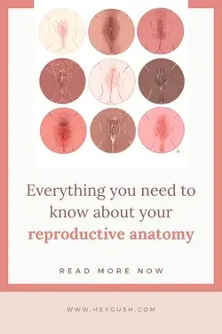 Everything you need to know about your reproductive anatomy